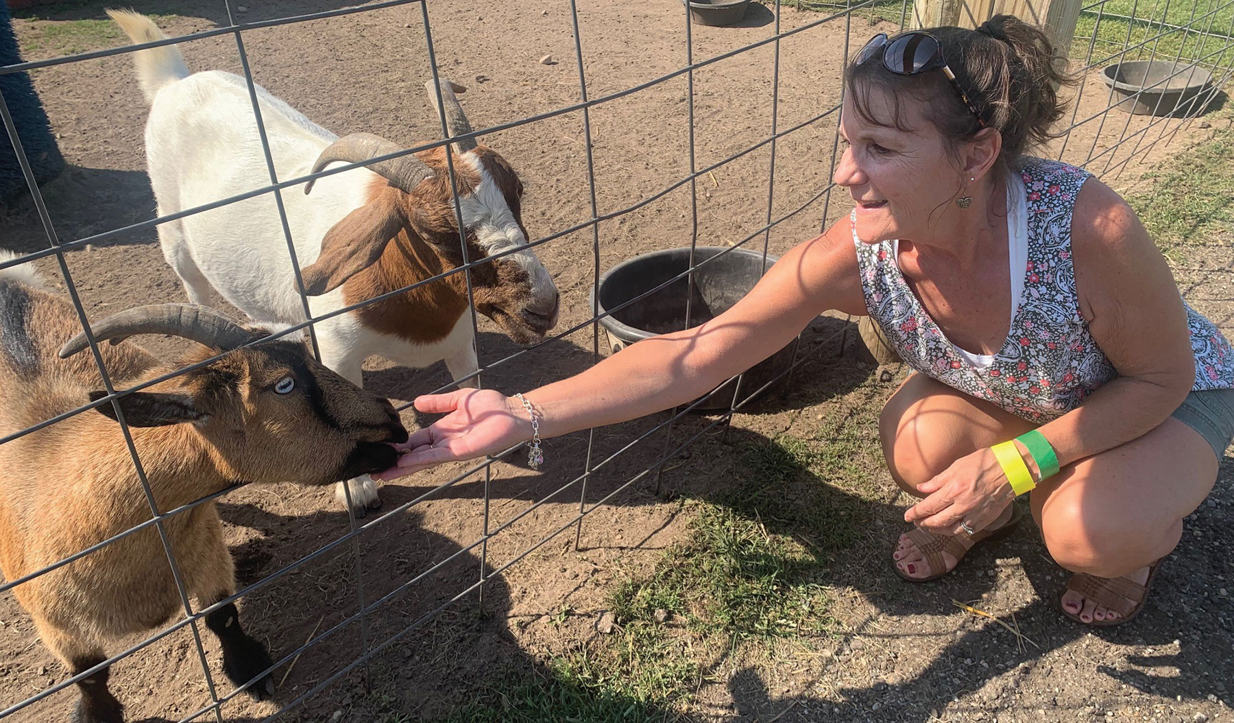 Feeding Goats at Gull Meadows Farm